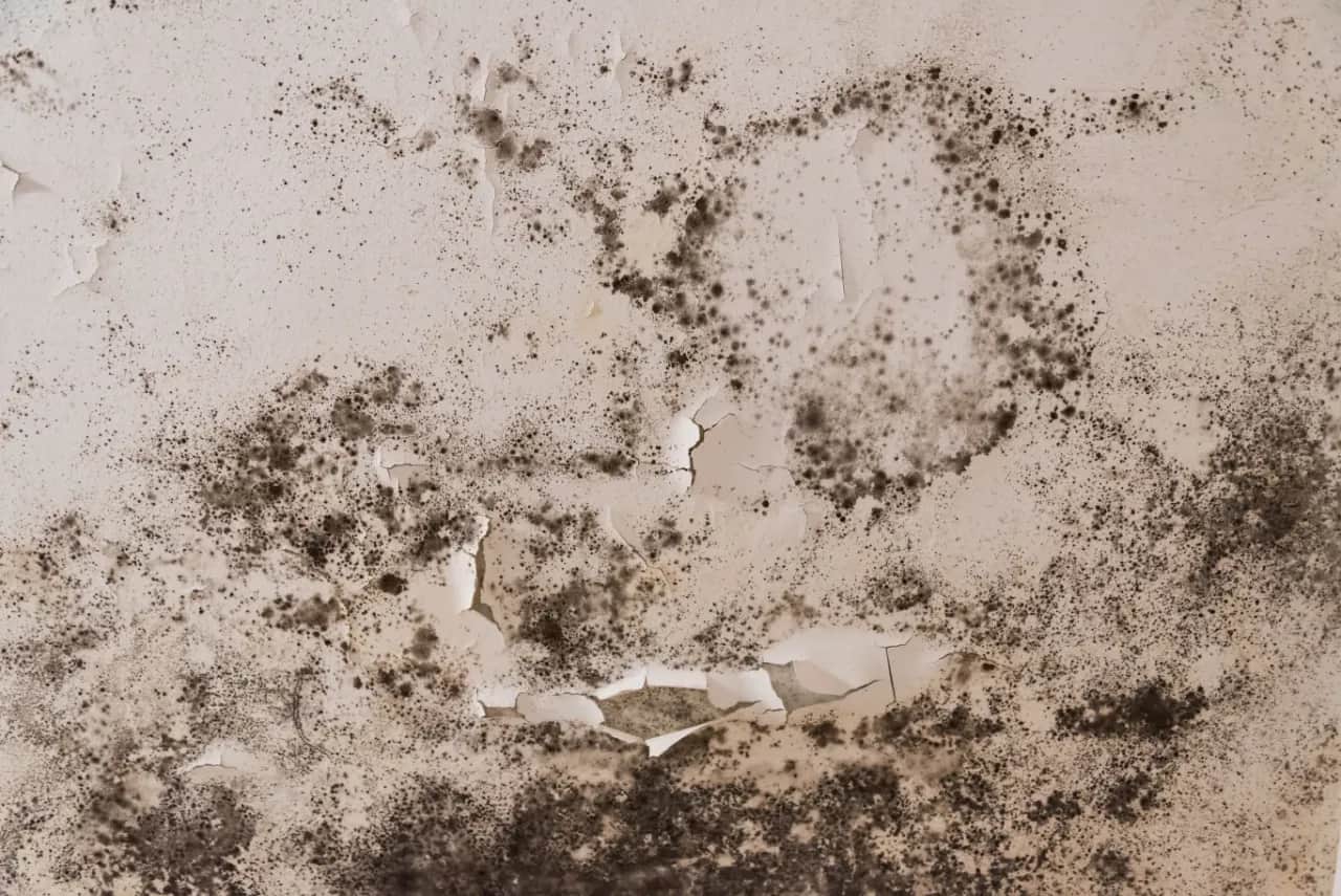 Pleśń w łazience? Usuń ją domowymi sposobami i zapomnij o nawrotach!